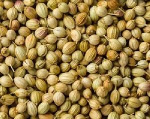 Coriander Seeds