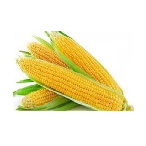 Fresh Yellow Corn